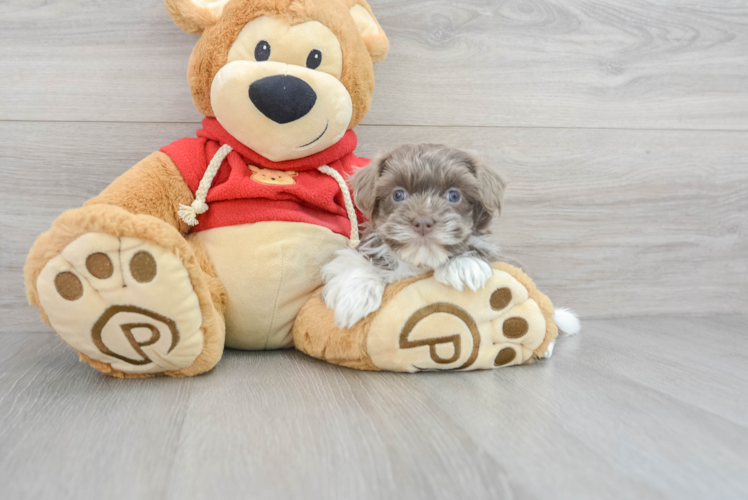 Meet Riviera - our Havanese Puppy Photo 1/3 - Puppy Love PR Little Havanese Purebred Pup