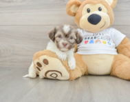 7 week old Havanese Puppy For Sale - Puppy Love PR