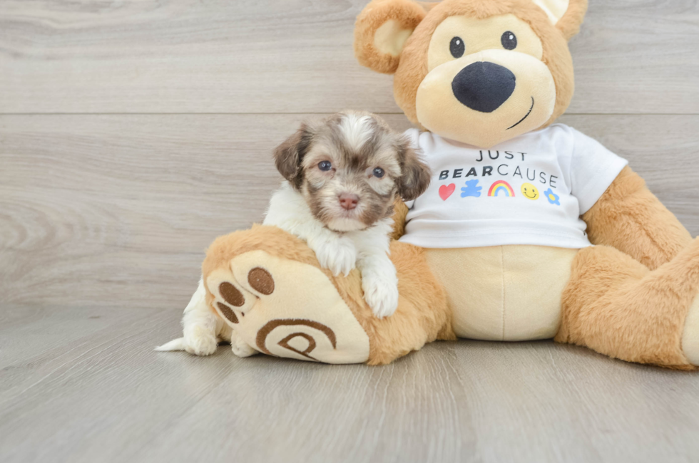 5 week old Havanese Puppy For Sale - Puppy Love PR