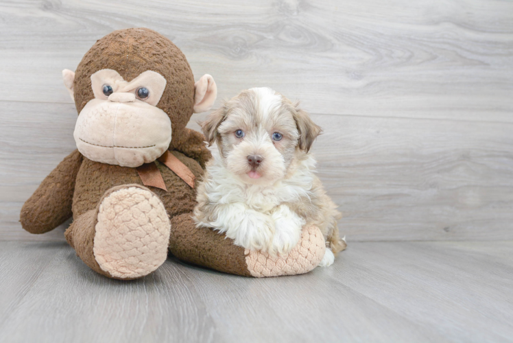 Meet Rodrigo - our Havanese Puppy Photo 1/3 - Puppy Love PR Havanese Puppy for Adoption