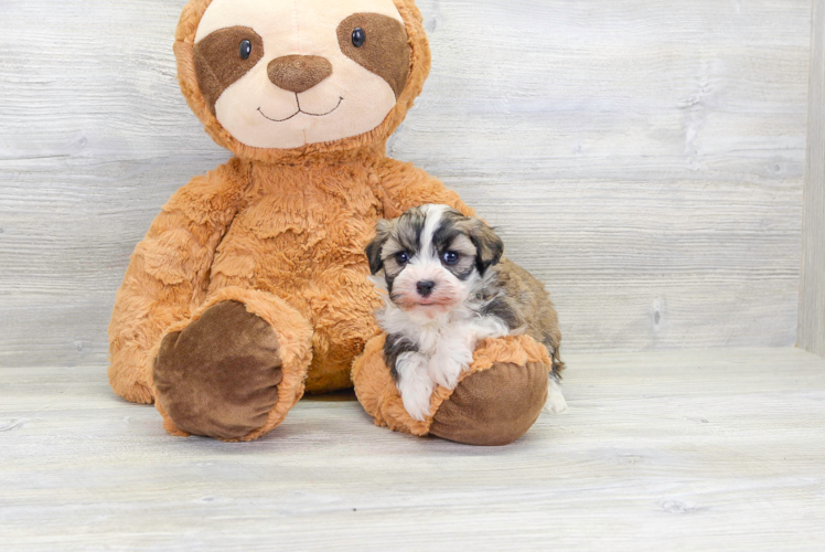 Havanese Pup Being Cute