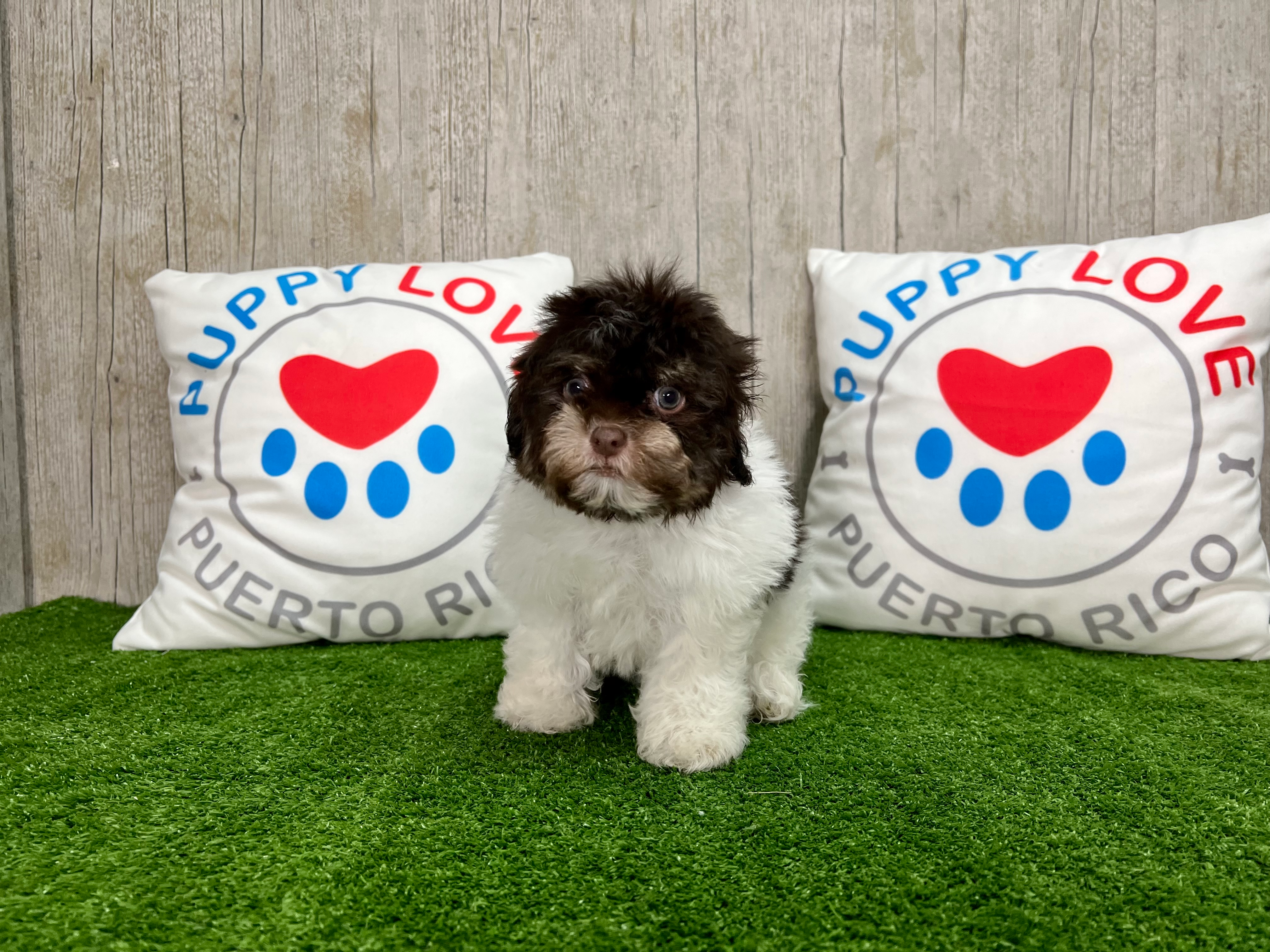 Cute Havanese Baby