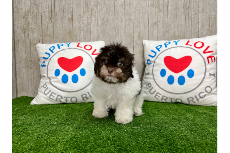 Cute Havanese Baby