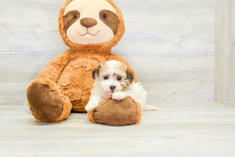 Cute Havanese Purebred Puppy