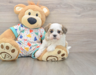 6 week old Havanese Puppy For Sale - Puppy Love PR