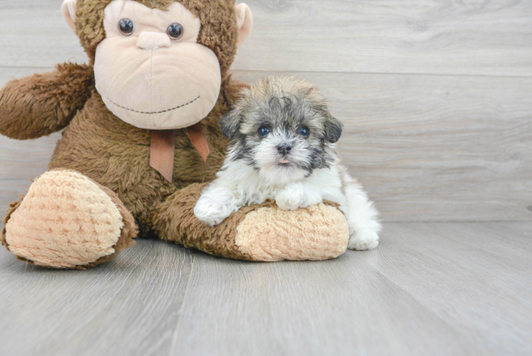 Meet Salvatore - our Havanese Puppy Photo 1/2 - Puppy Love PR Best Havanese Baby