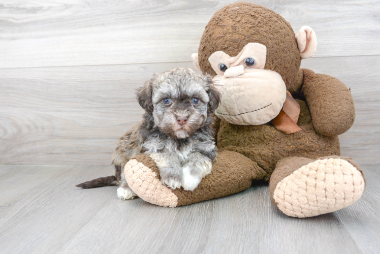 Cute Havanese Purebred Pup