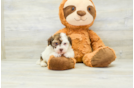 Havanese Puppy for Adoption