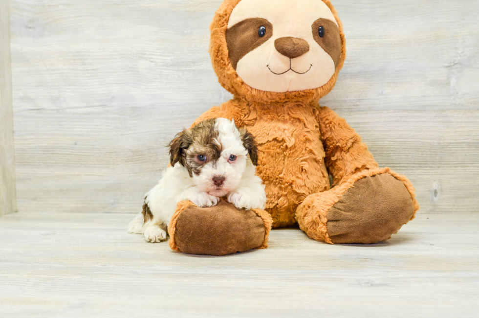 8 week old Havanese Puppy For Sale - Puppy Love PR
