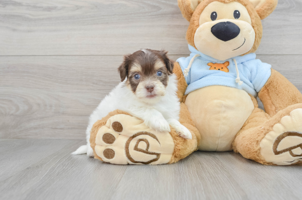 7 week old Havanese Puppy For Sale - Puppy Love PR
