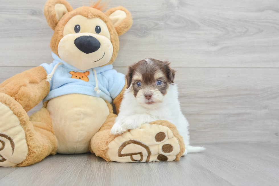 Best Havanese Baby