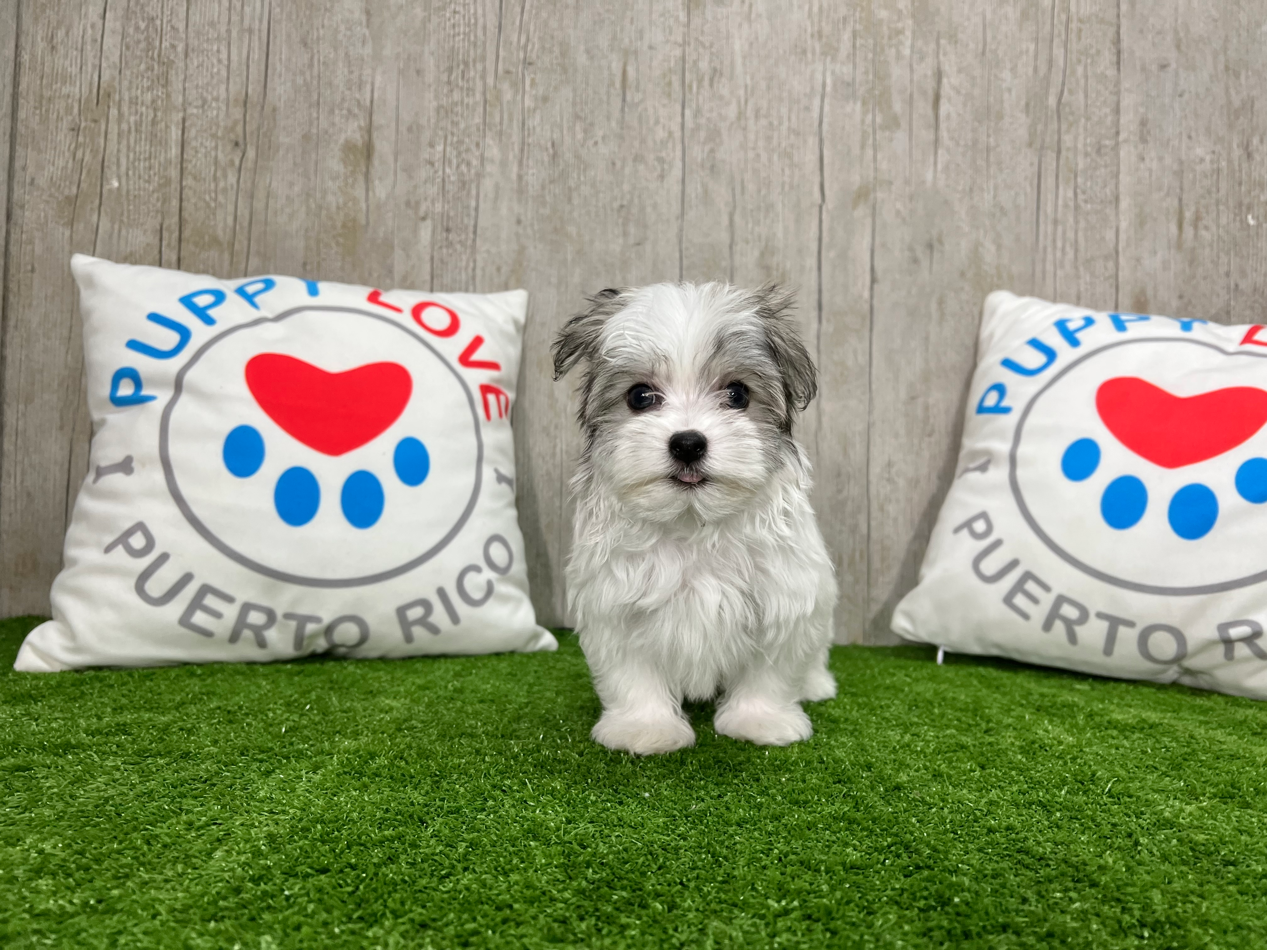 Havanese Pup Being Cute