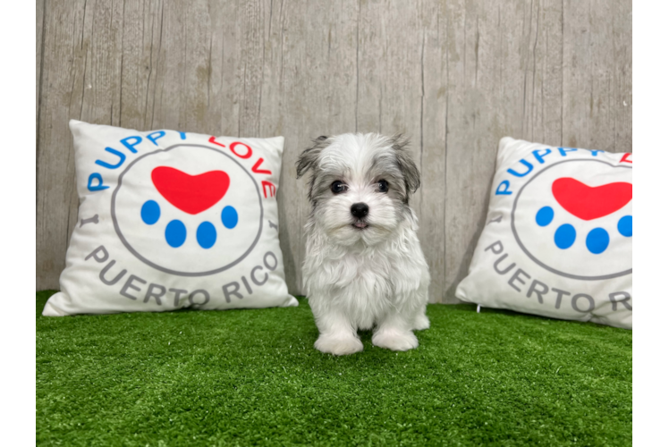 Havanese Pup Being Cute