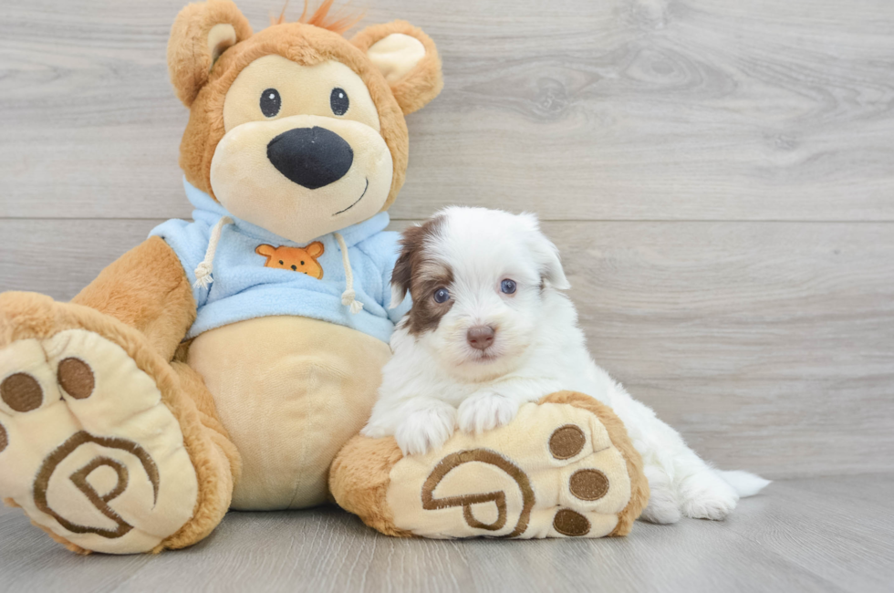 7 week old Havanese Puppy For Sale - Puppy Love PR