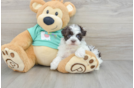 Havanese Puppy for Adoption