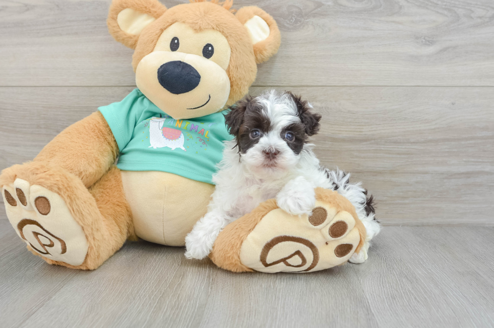 6 week old Havanese Puppy For Sale - Puppy Love PR