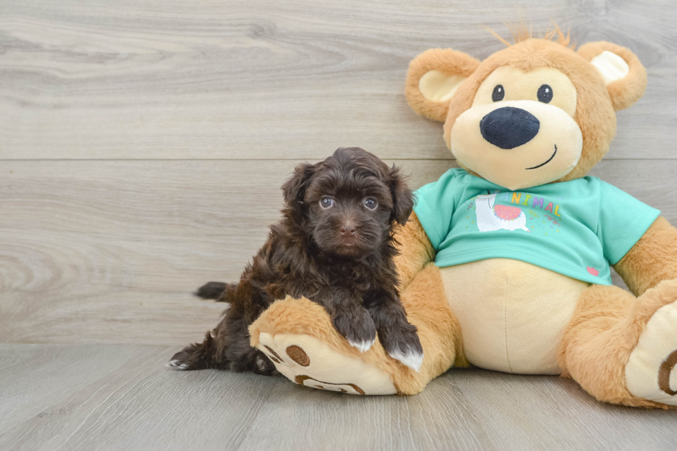 Havanese Pup Being Cute