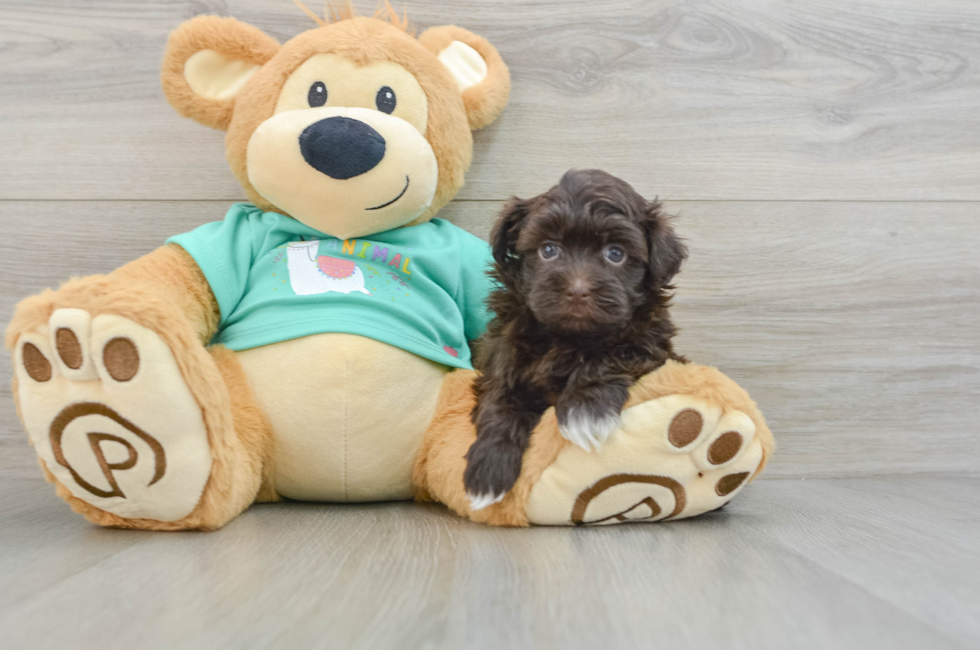 6 week old Havanese Puppy For Sale - Puppy Love PR