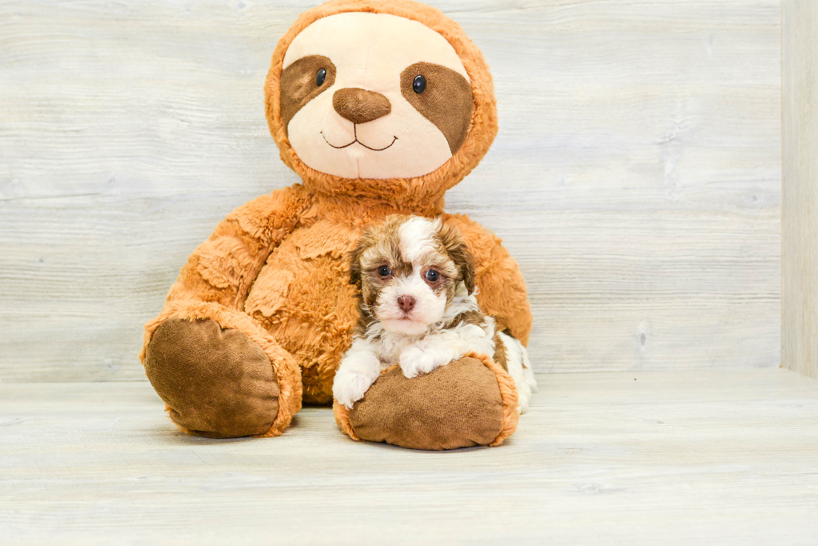 Best Havanese Baby