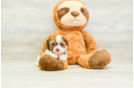 Popular Havanese Purebred Pup