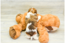 Havanese Pup Being Cute