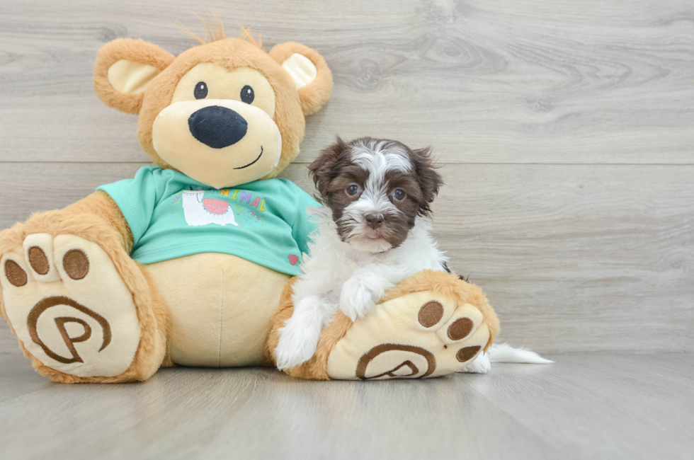 6 week old Havanese Puppy For Sale - Puppy Love PR