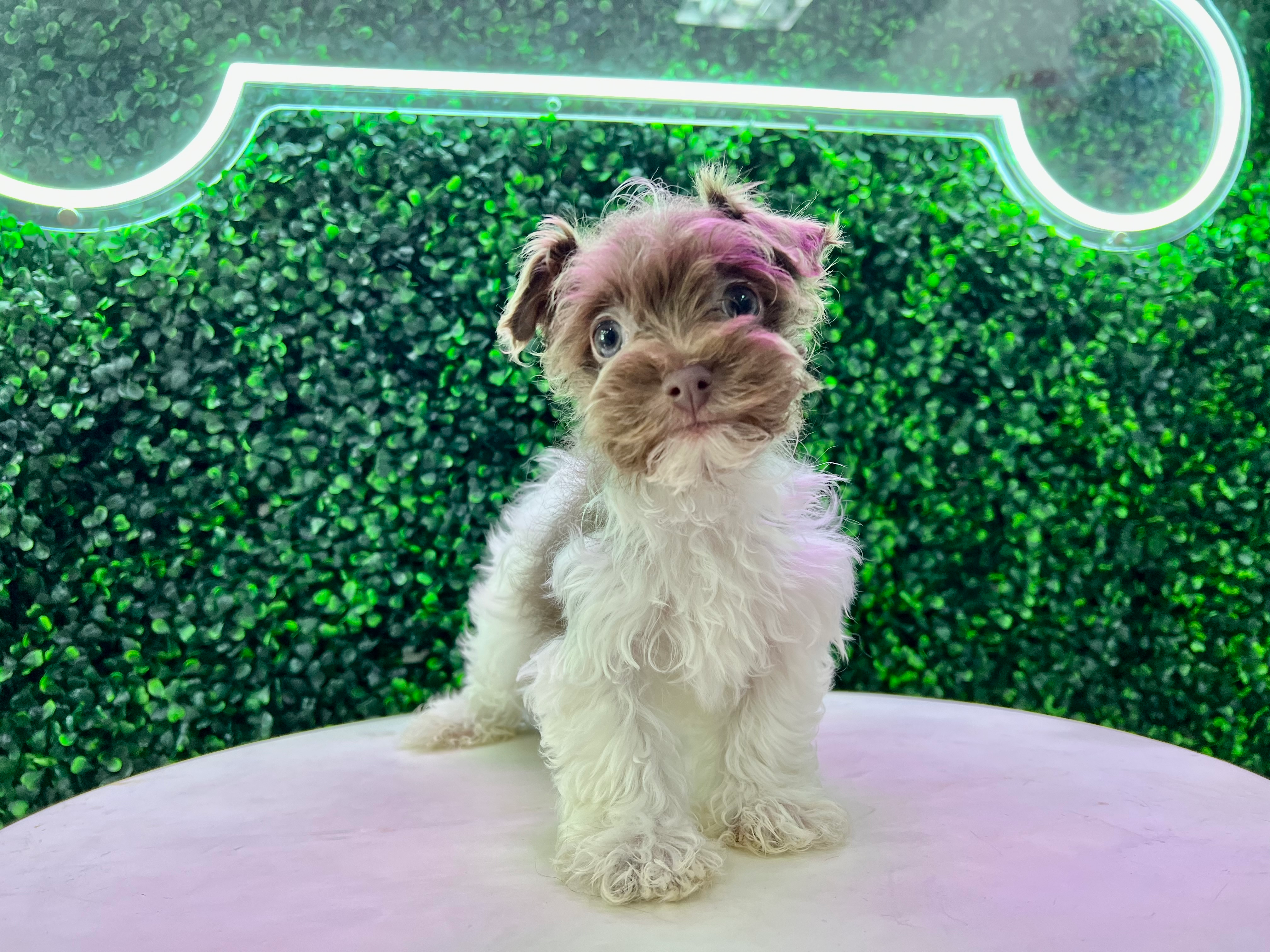 Cute Havanese Purebred Puppy