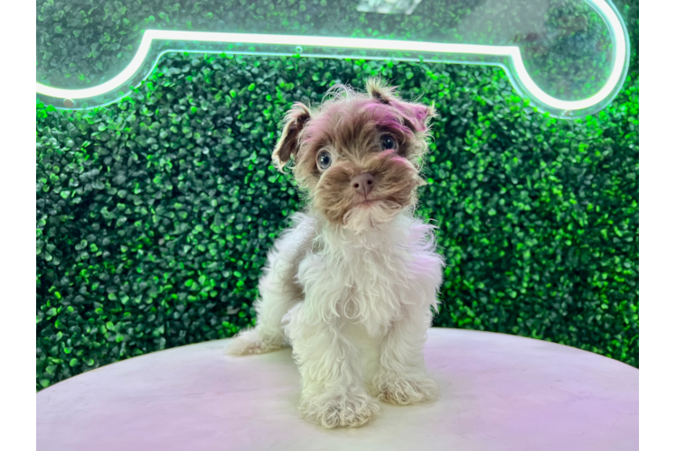 Meet Star - our Havanese Puppy Photo 1/4 - Puppy Love PR Cute Havanese Purebred Puppy