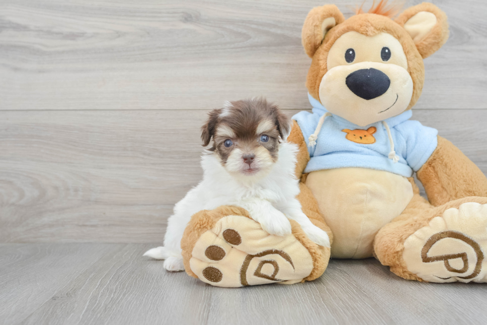 Energetic Havanese Purebred Puppy