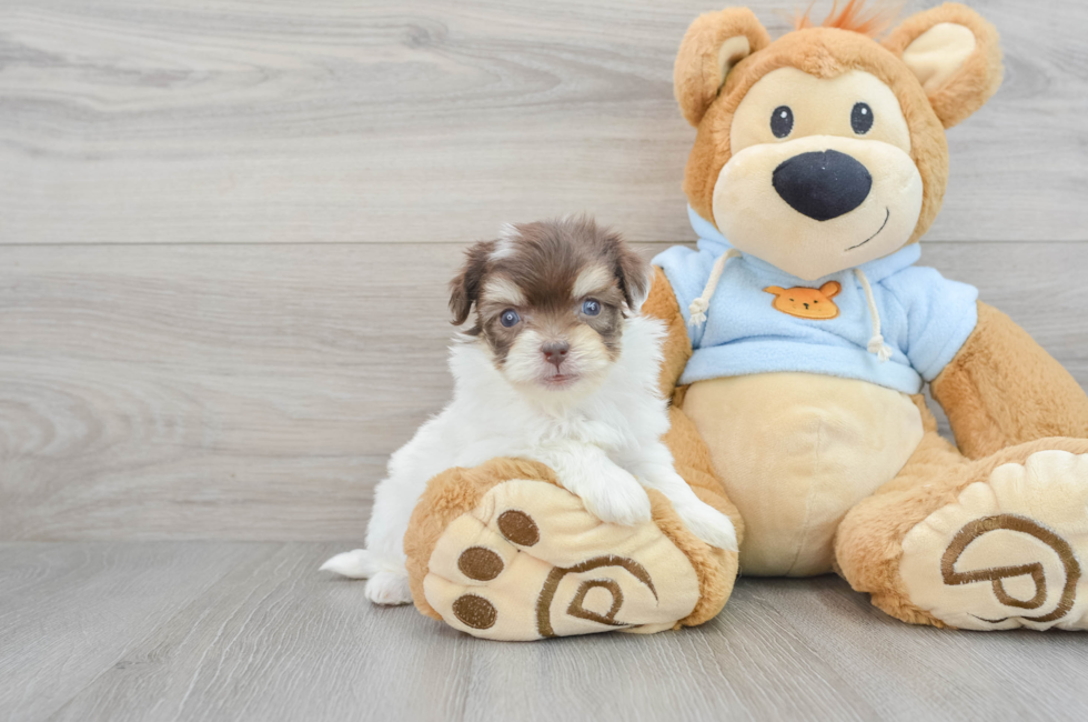 7 week old Havanese Puppy For Sale - Puppy Love PR