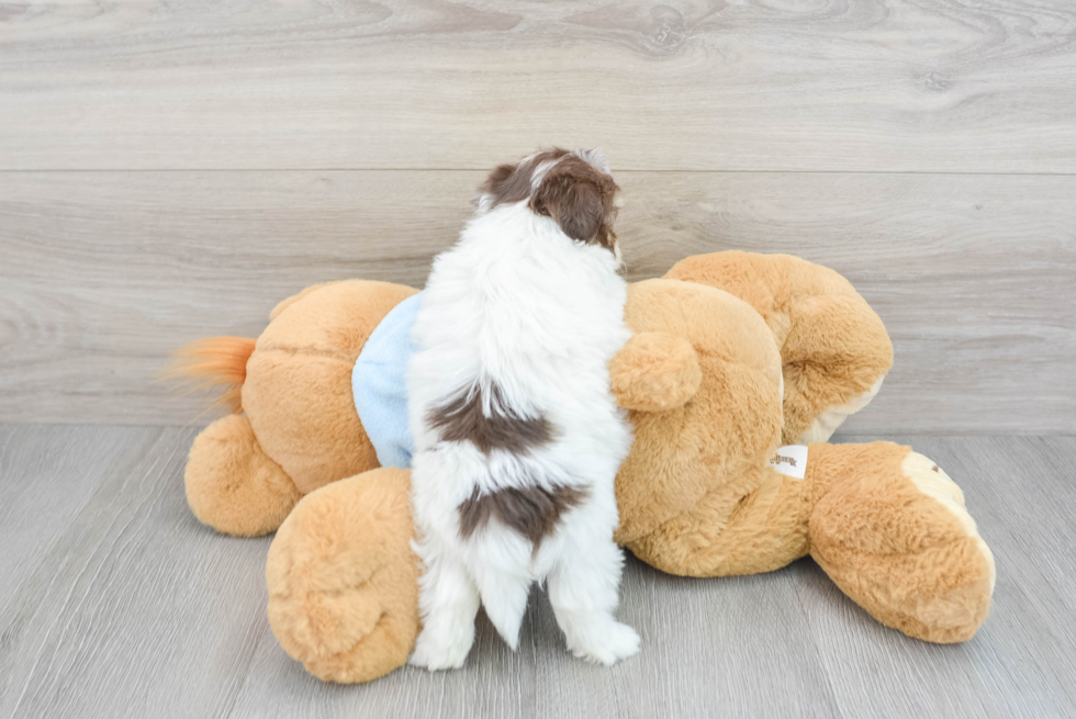 Friendly Havanese Baby