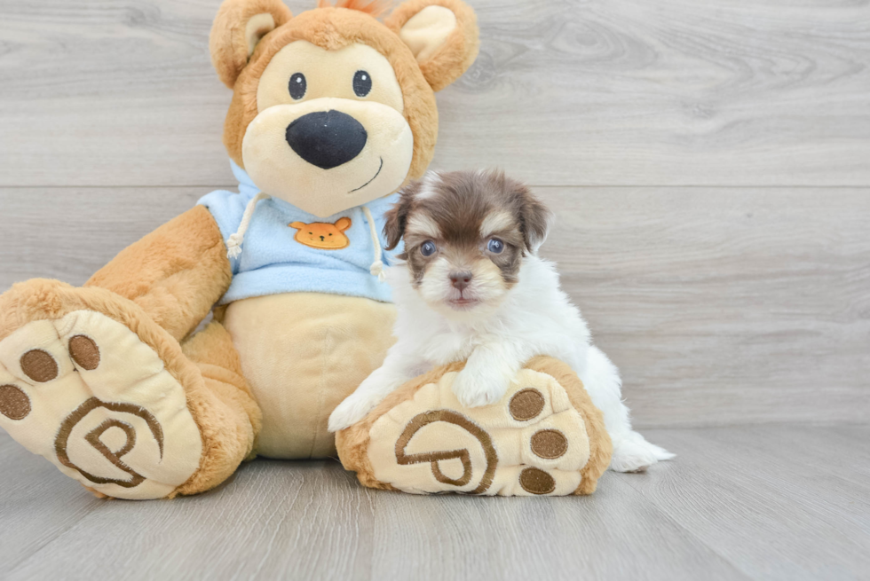 Friendly Havanese Baby