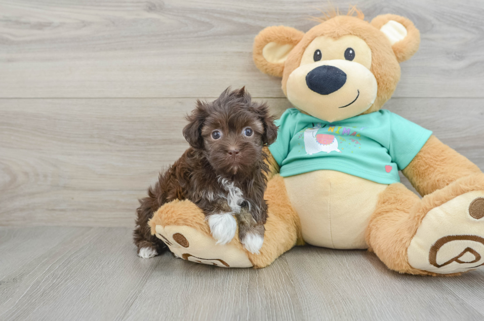 6 week old Havanese Puppy For Sale - Puppy Love PR