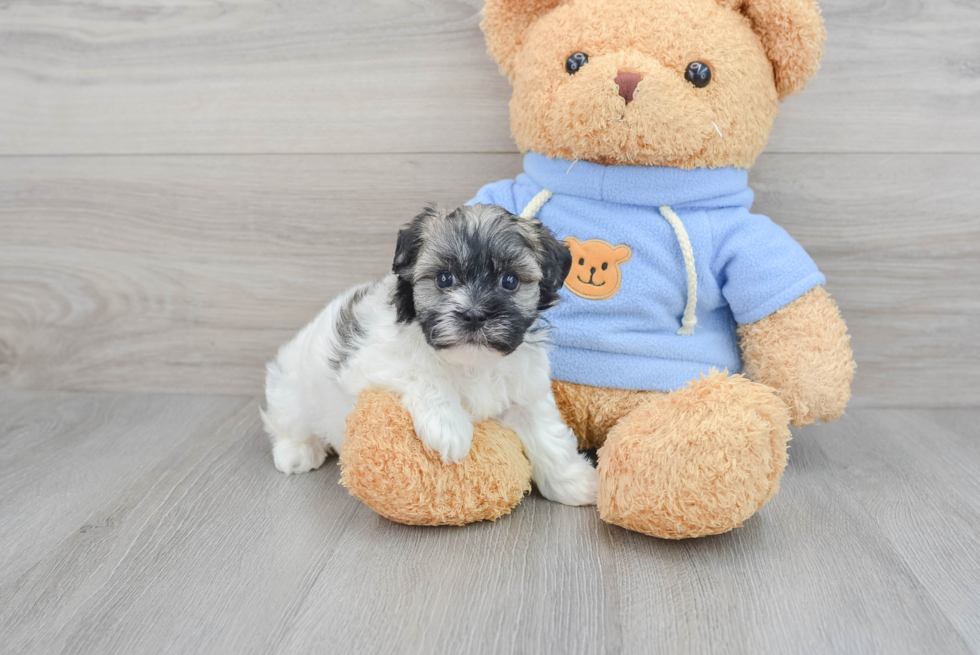 Best Havanese Baby