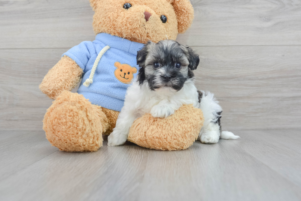 Havanese Pup Being Cute