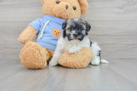 Havanese Pup Being Cute