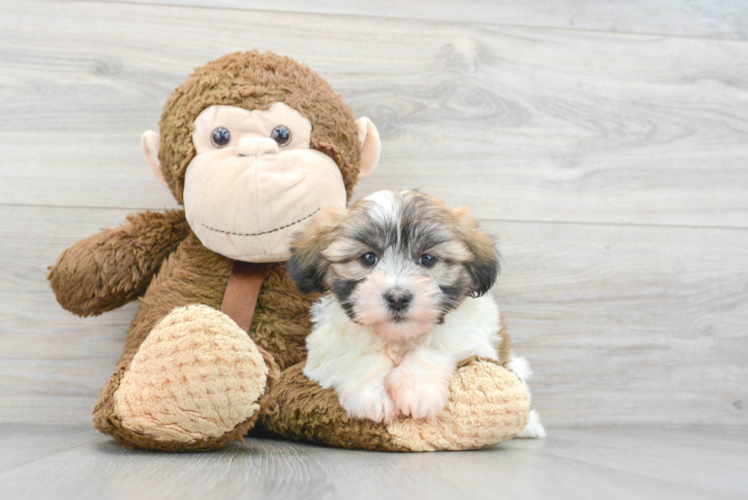 Hypoallergenic Havanese Purebred Pup