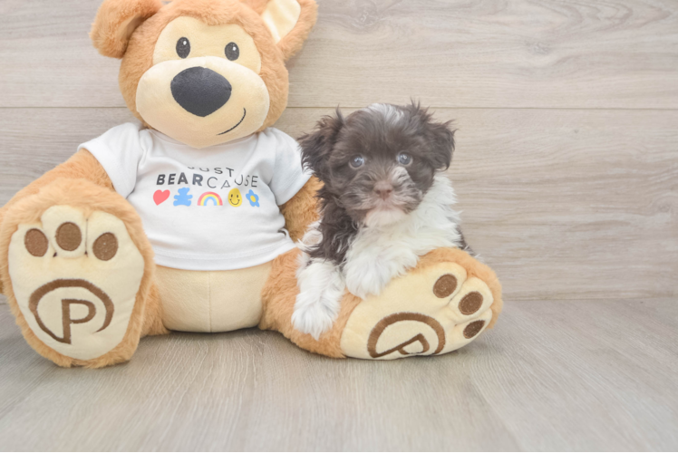 Havanese Pup Being Cute