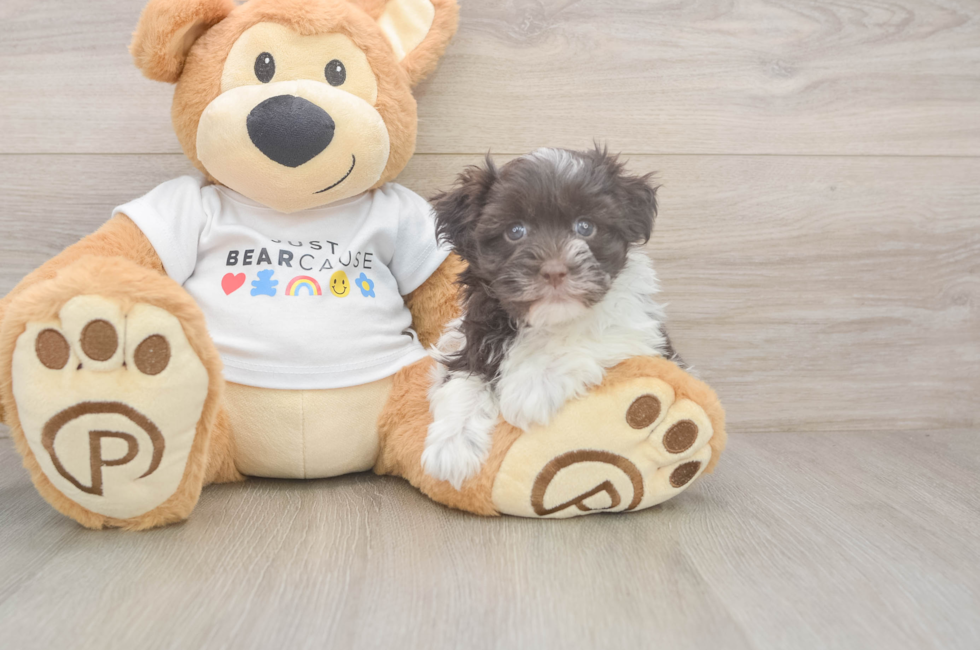 6 week old Havanese Puppy For Sale - Puppy Love PR