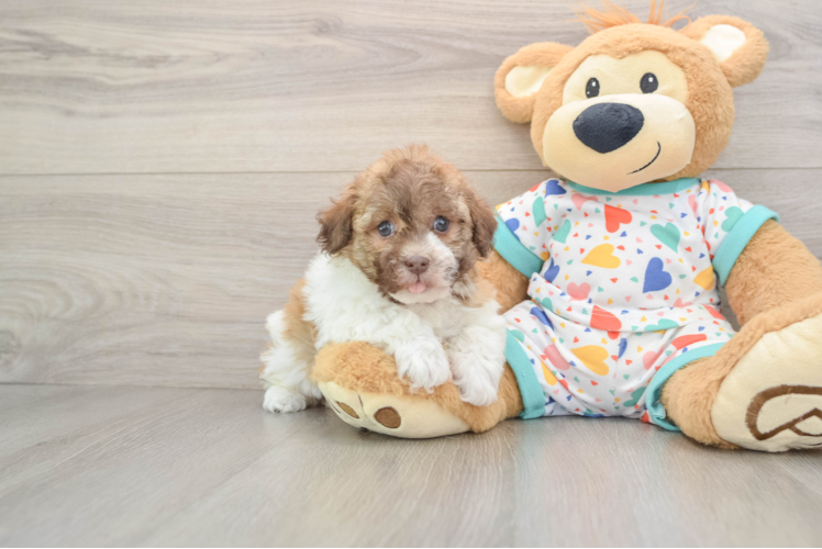 Friendly Havanese Baby