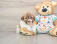 5 week old Havanese Puppy For Sale - Puppy Love PR