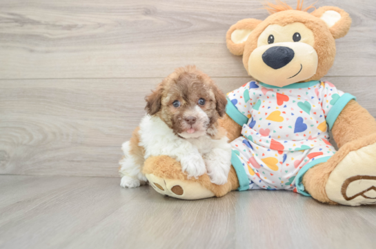 Friendly Havanese Baby