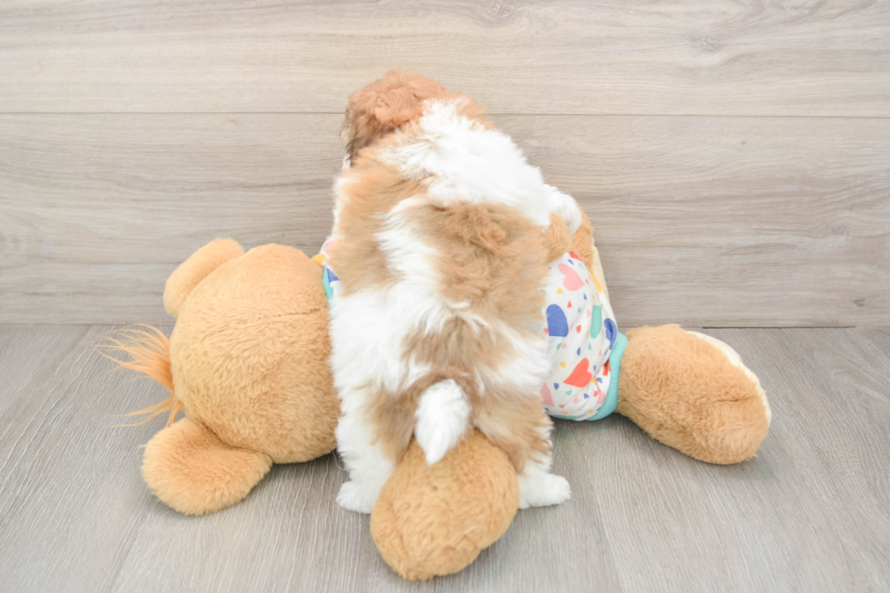 Sweet Havanezer Purebred Puppy