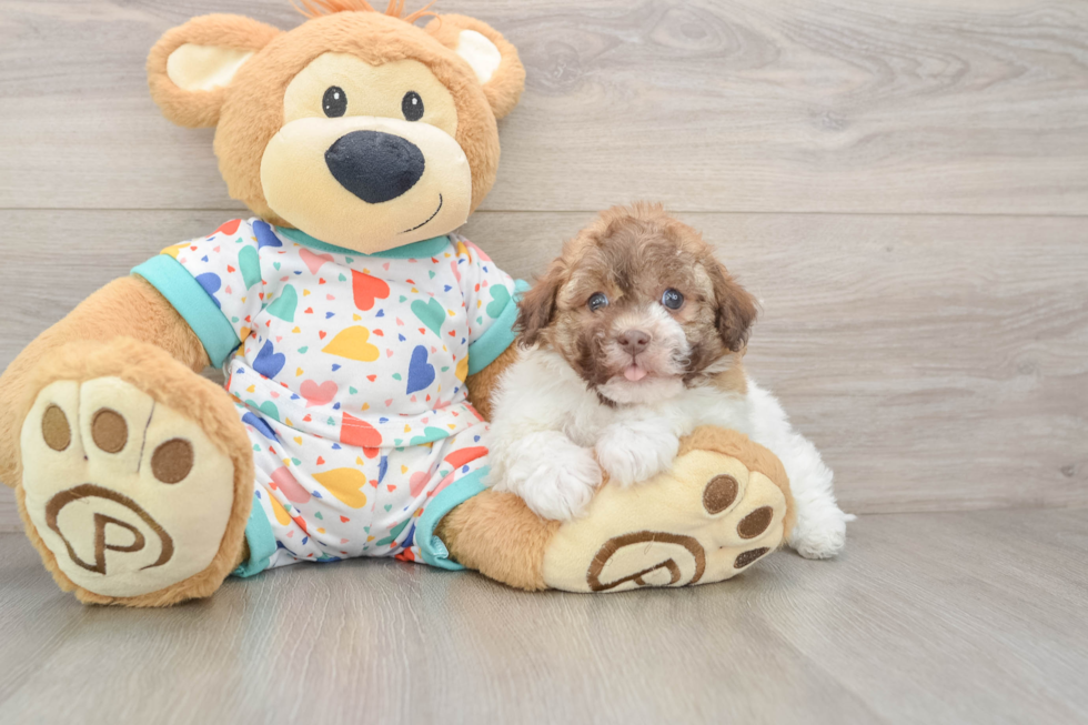 Havanese Pup Being Cute