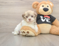 5 week old Havanese Puppy For Sale - Puppy Love PR