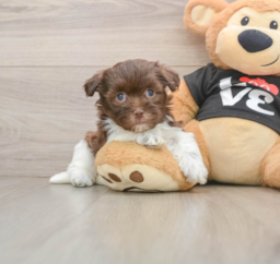 5 week old Havanese Puppy For Sale - Puppy Love PR