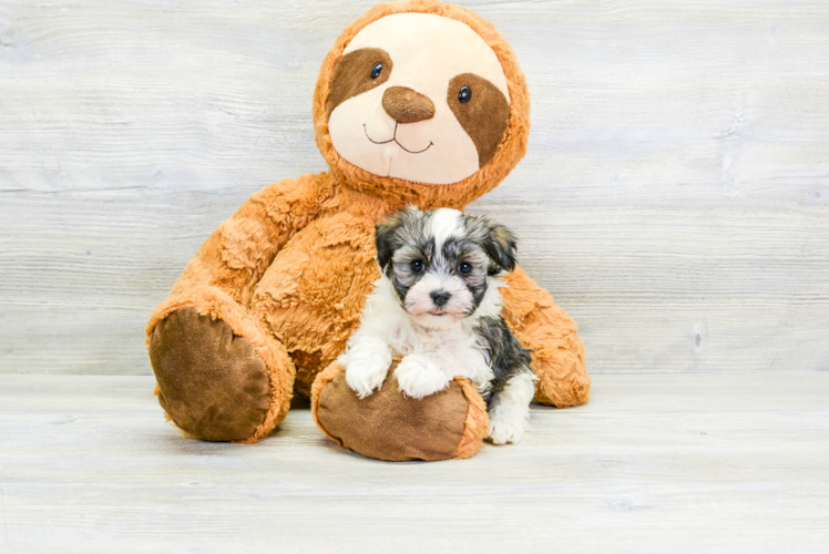 Meet Tandy - our Havanese Puppy Photo 1/4 - Puppy Love PR Havanese Puppy for Adoption