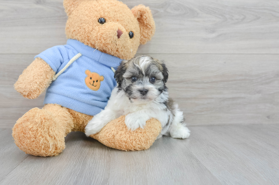5 week old Havanese Puppy For Sale - Puppy Love PR