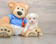 5 week old Havanese Puppy For Sale - Puppy Love PR