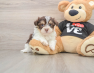 6 week old Havanese Puppy For Sale - Puppy Love PR